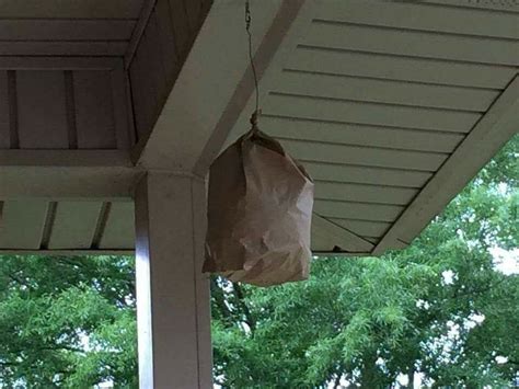 plastic bag fake hornet's nest carpenter bees|carpenter bee wasp bag.